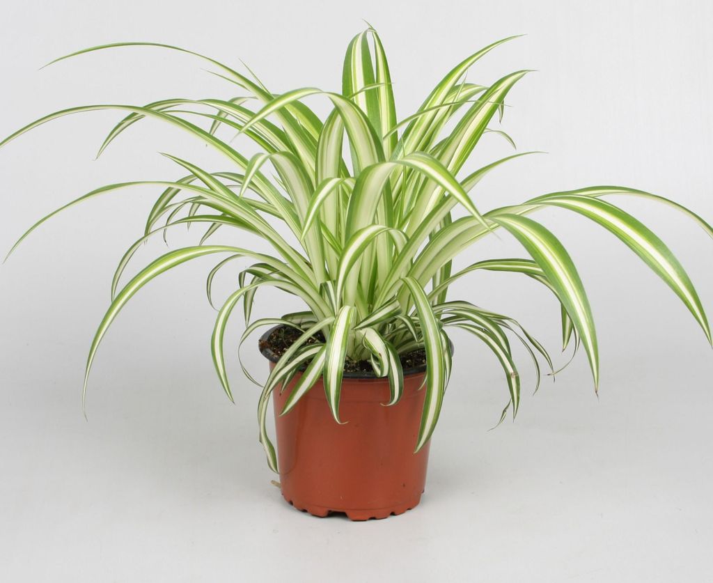 Zimmerpflanze Grünlilie Chlorophytum comosum 'Variegatum', Produktbild 