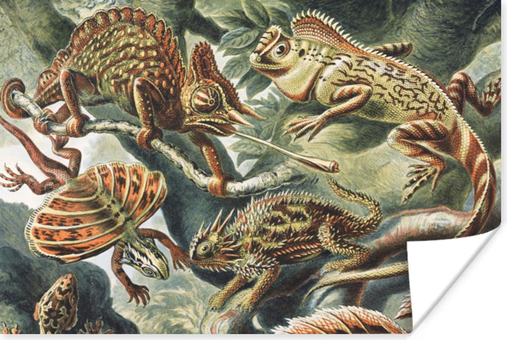 MuchoWow Poster Jahrgang - Kunst - Ernst Haeckel - Salamander - Tiere 90x60 cm - Schlafzimmer