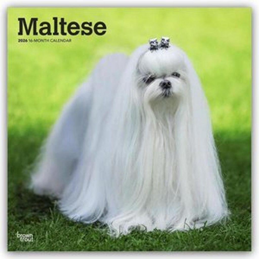 Maltese - Malteser 2026 - 16-Monatskalender