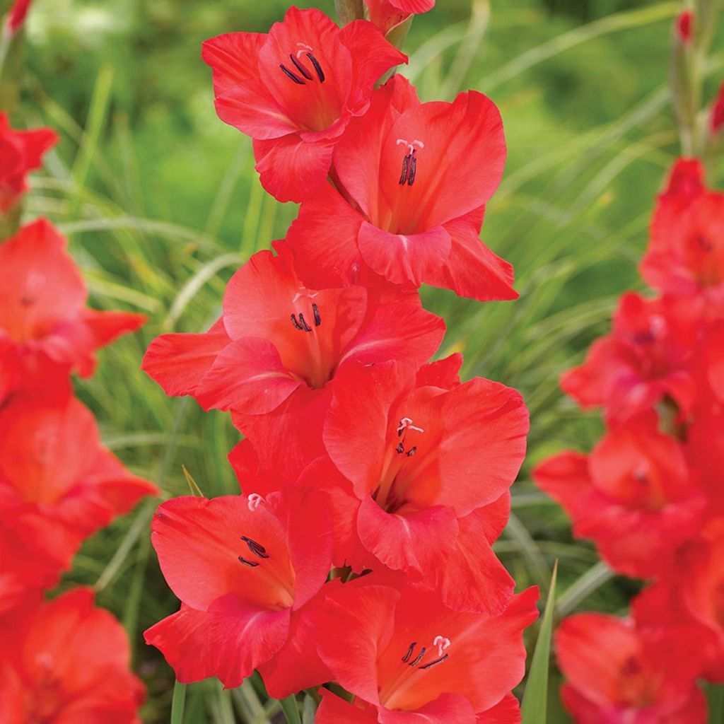 Gladiole Blumenzwiebeln Schwertblume Sommerblühende Siegwurze Berlioz 5 St.