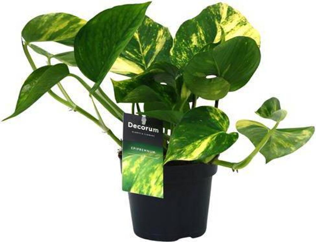 Efeutute Scindapsus Epipremnum Aureum Ø12cm 25cm pflegeleicht Rankpflanze Deko
