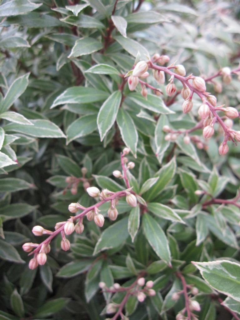 Pieris japonica Little Goldy - Lavendelheide - Schattenglöckchen - 30-40cm