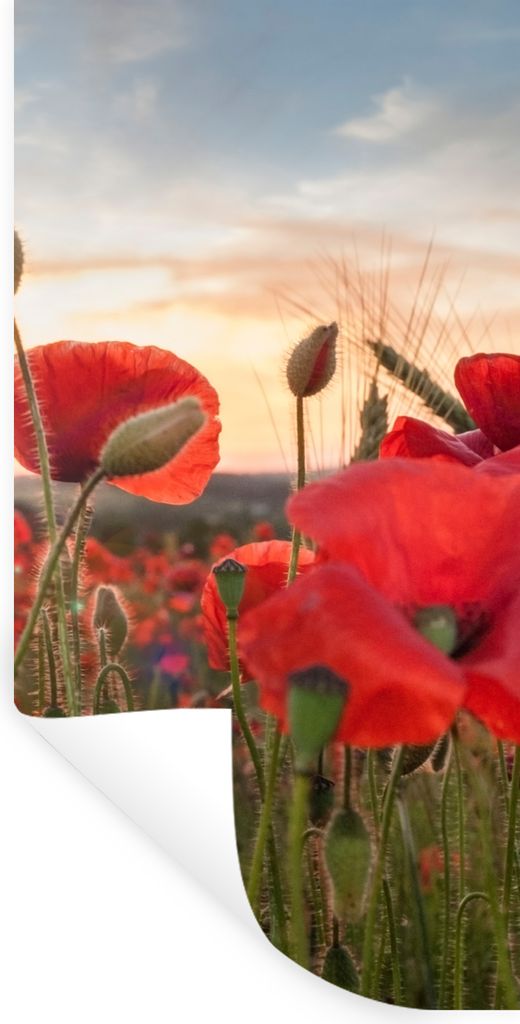 MuchoWow Wandtattoo Wandsticker Wandaufkleber Sonnenuntergang hinter den schönen Mohnblumen 60x120 cm Selbstklebend und Repositionierbar - Selbs...