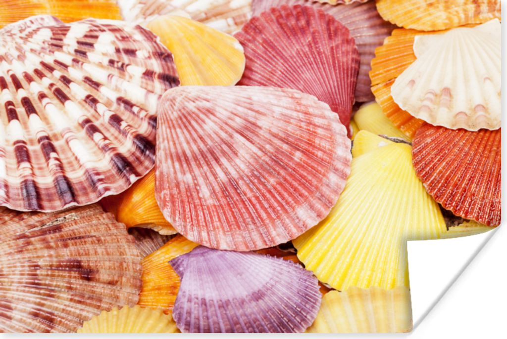 MuchoWow® Poster Muscheln - Rot - Gelb - Strand - Sommer Produktbild 