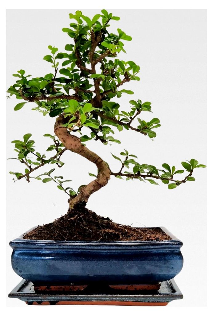 Bonsai Baum mit Keramiktopf - 25 cm Schale, ca. 12-14 Jahre, Fukien Teebaum