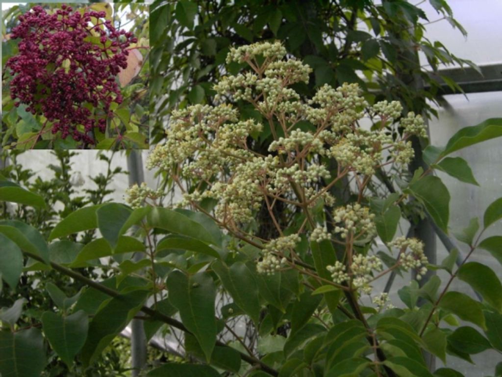 Euodia hupehensis - Bienenweide - Tausenblütenstrauch - Produktbild 