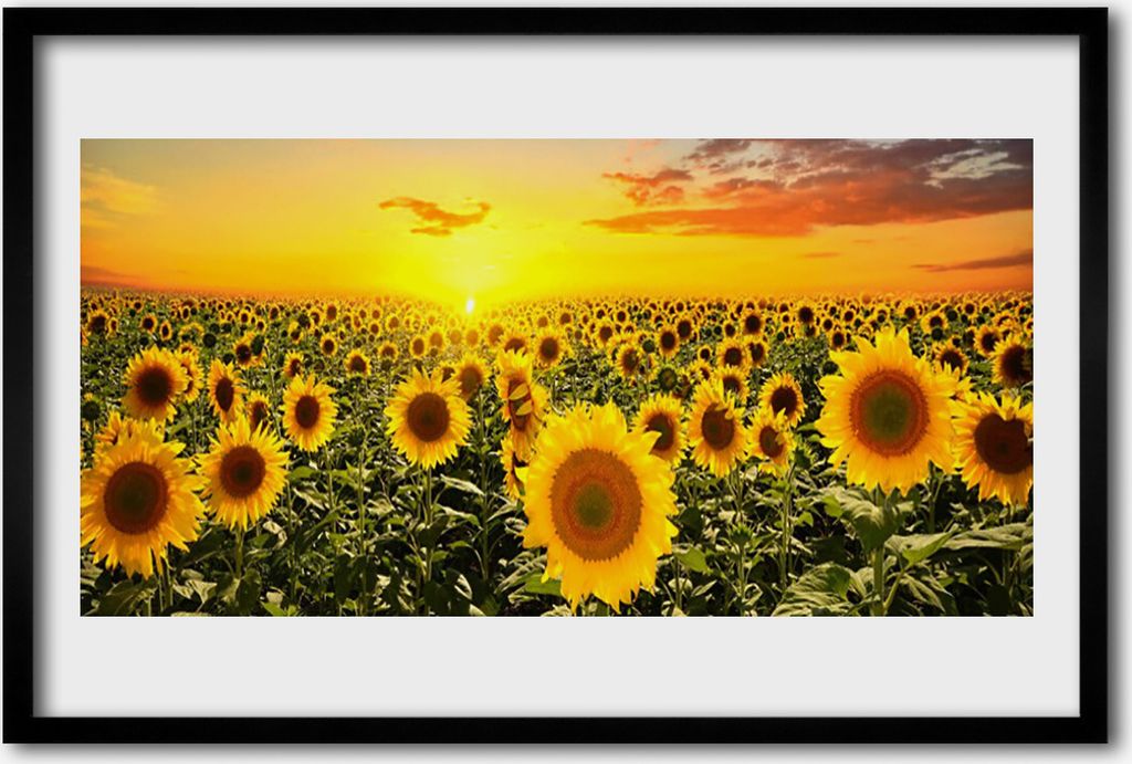 Bild 60x40 MDF-Rahmen Wandkunst Sunflowers