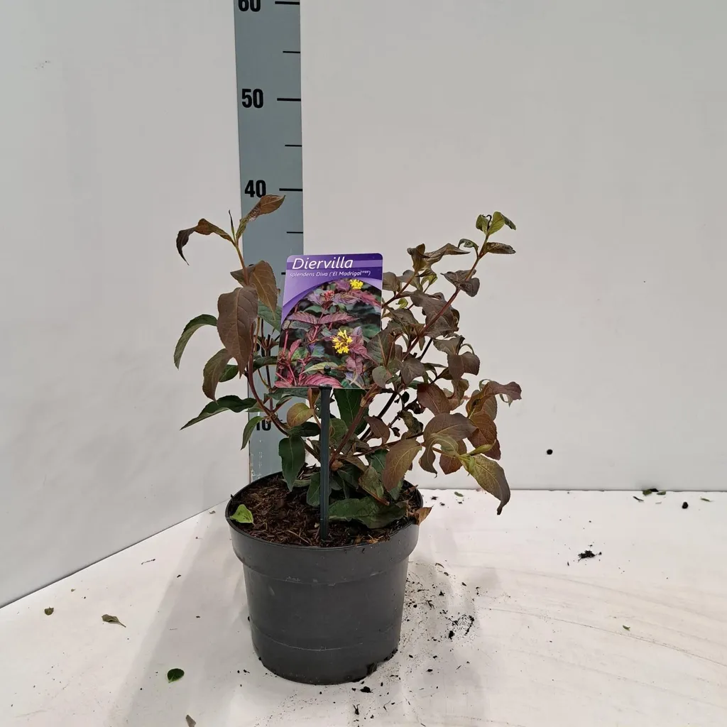 Arbuste Diervilla DIVA au feuillage pourpre - Plant robuste 25-30cm