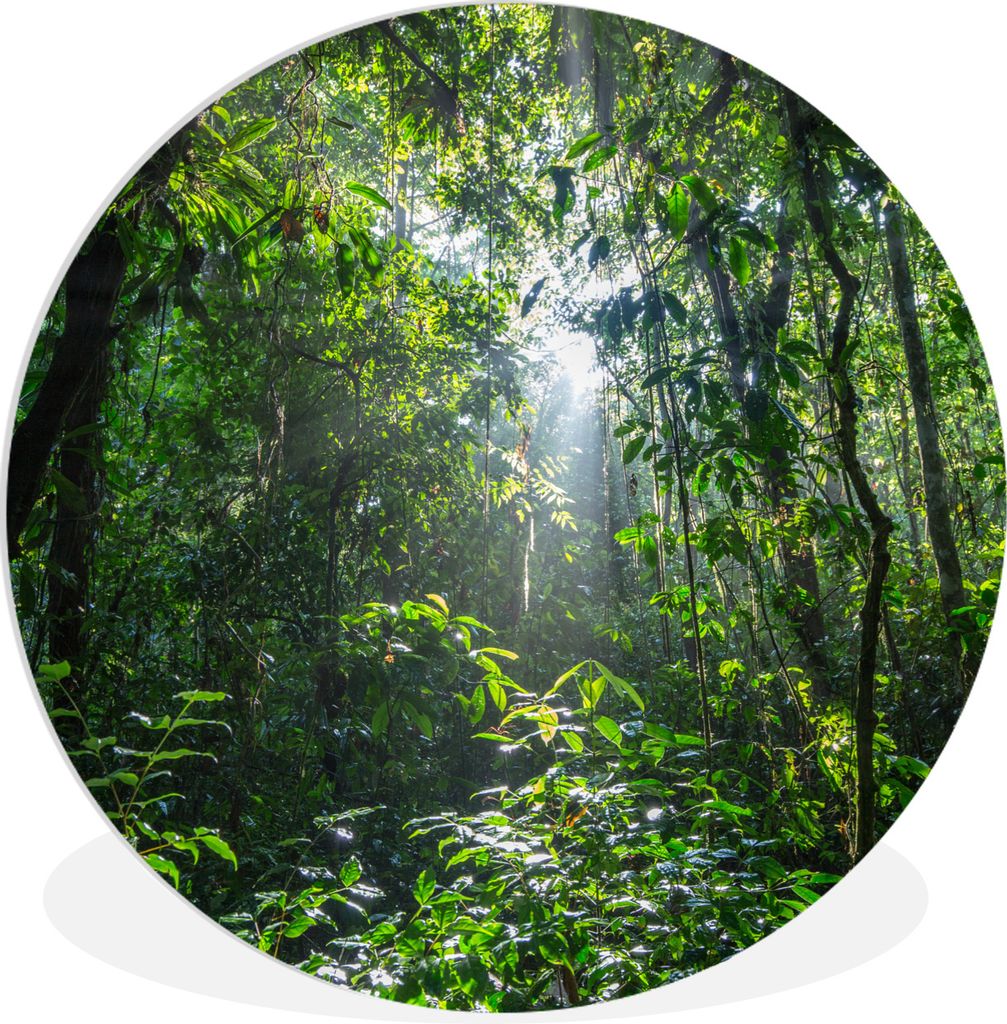 MuchoWow Rundes Wandbild - Runde Bilder Die Sonne bricht durch die Bäume des Dschungels im Corcovado-Nationalpark Ø 60 cm Kreis Wanddekoration ...