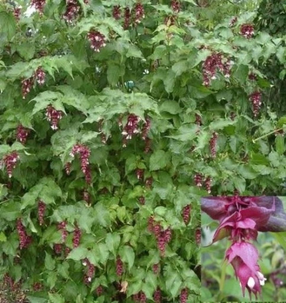 Schöne Leycesterie - Karamellbeere - Leycesteria formosa (40-60)