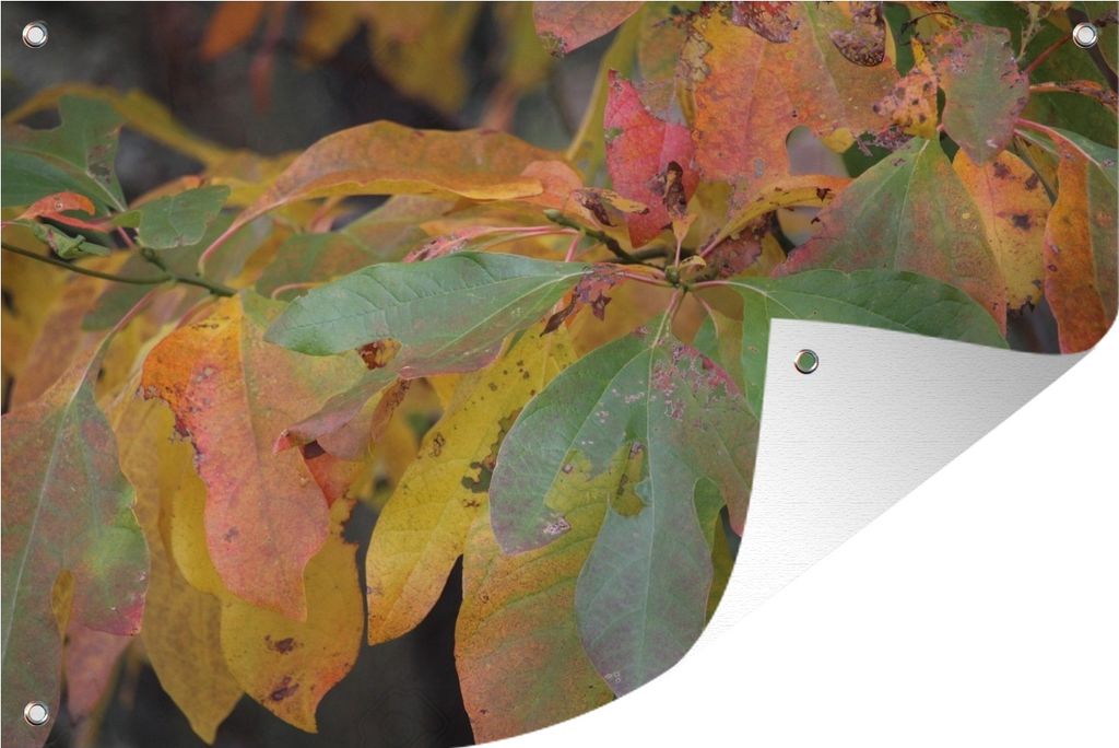 MuchoWow 120x80 cm Outdoor-Poster Gartendeko Sichtschutz Garten Poster für den Garten Herbstfarben der Sassafrasblätter