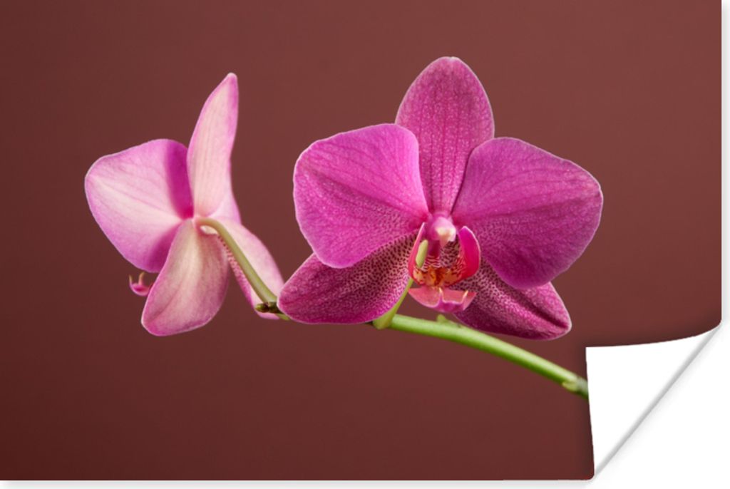 MuchoWow Poster Blumen - Orchideen - Rosa 180x120 cm - Fotoplakat