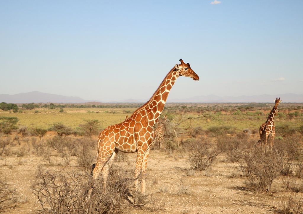 hansepuzzle 79041 - Giraffe Puzzle, 260 Teile, Natur, 41,0 x 28,0cm mit hochwertiger Aufbewahrung, Kartonbox und wiederverschließbarem Beutel