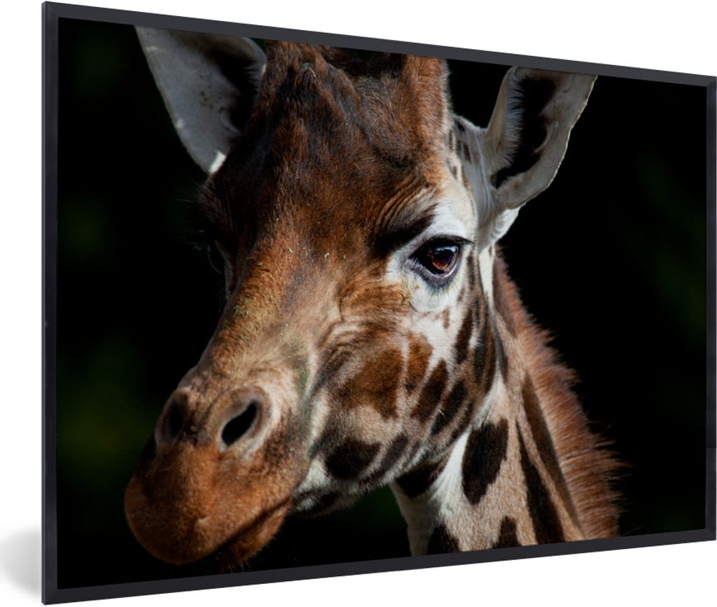 MuchoWow Gerahmtes Poster Giraffe - Leicht - Schwarz 60x40 cm - Poster mit Schwarzem Bilderrahmen Wandposter Rahmen Foto Bilder - Printing - Wand...