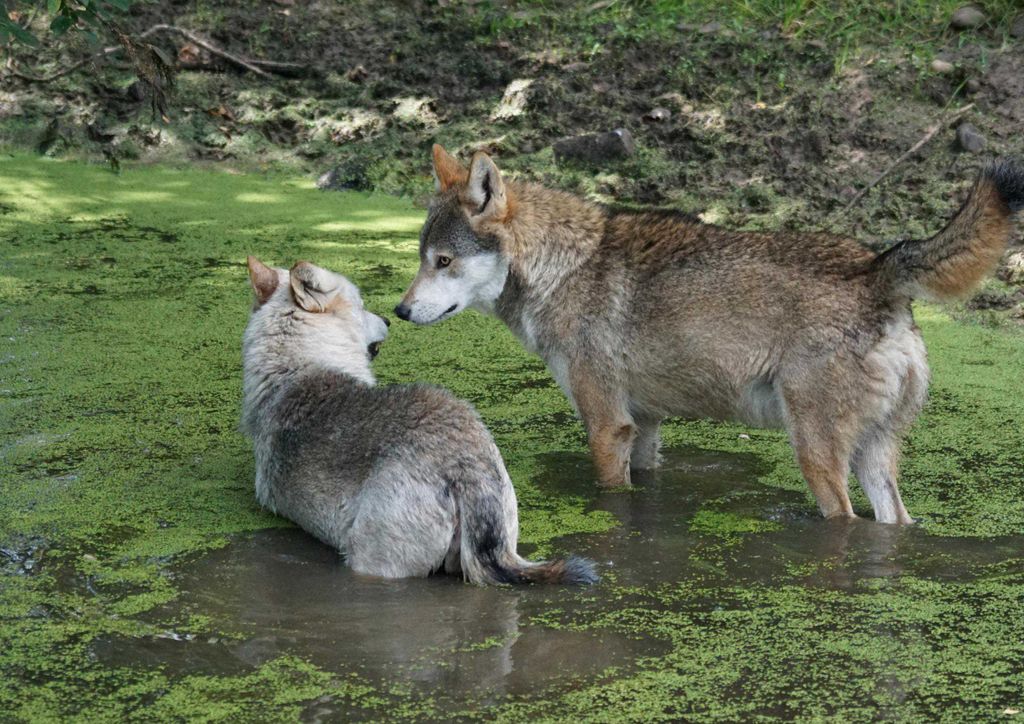 hansepuzzle 12862 - Wolf Puzzle, 260 Teile, Tierwelt, 41,0 x 28,0cm mit hochwertiger Aufbewahrung, Kartonbox und wiederverschließbarem Beutel
