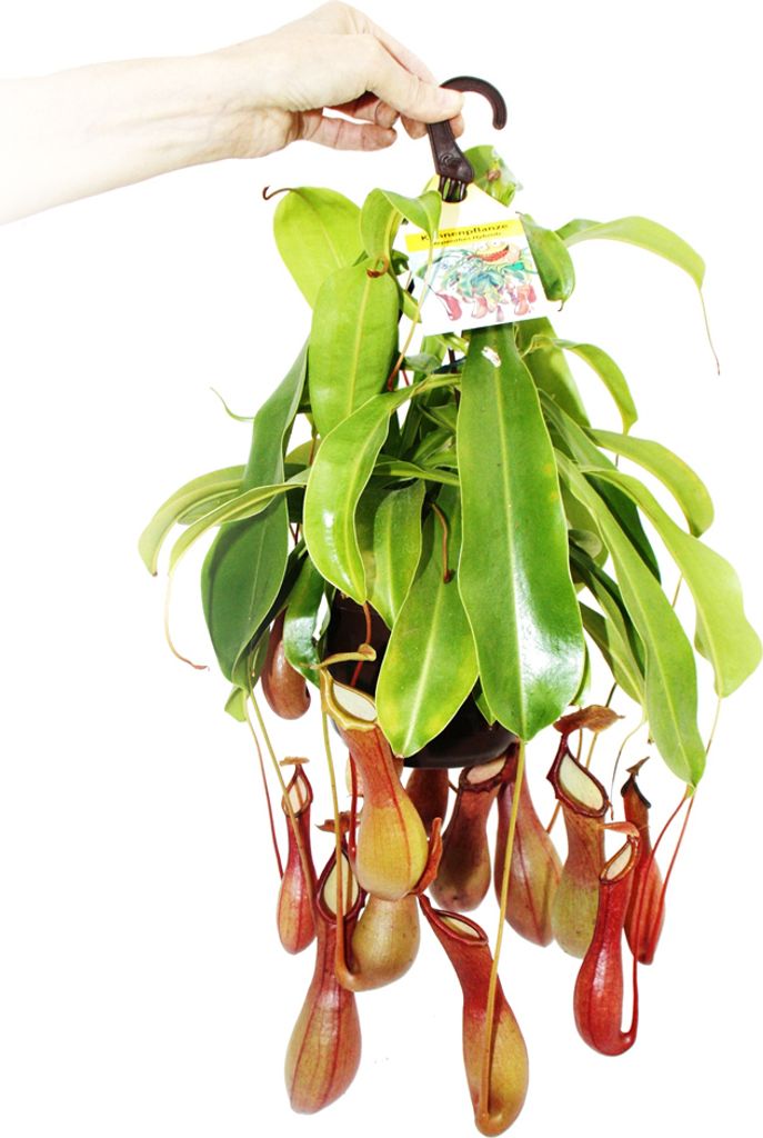Fleischfressende Pflanze - Nepenthes alata 14cm Ampeltopf