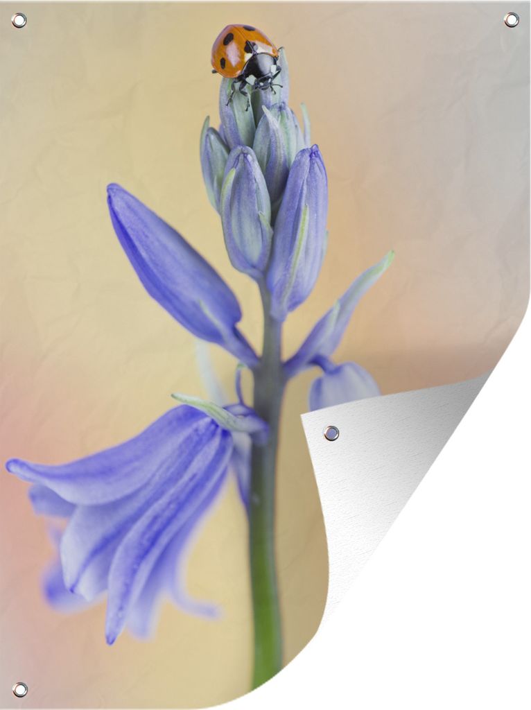 MuchoWow 30x40 cm Outdoor-Poster Gartendeko Sichtschutz Garten Poster für den Garten Marienkäfer auf einer lila-blauen Sternhyazinthe