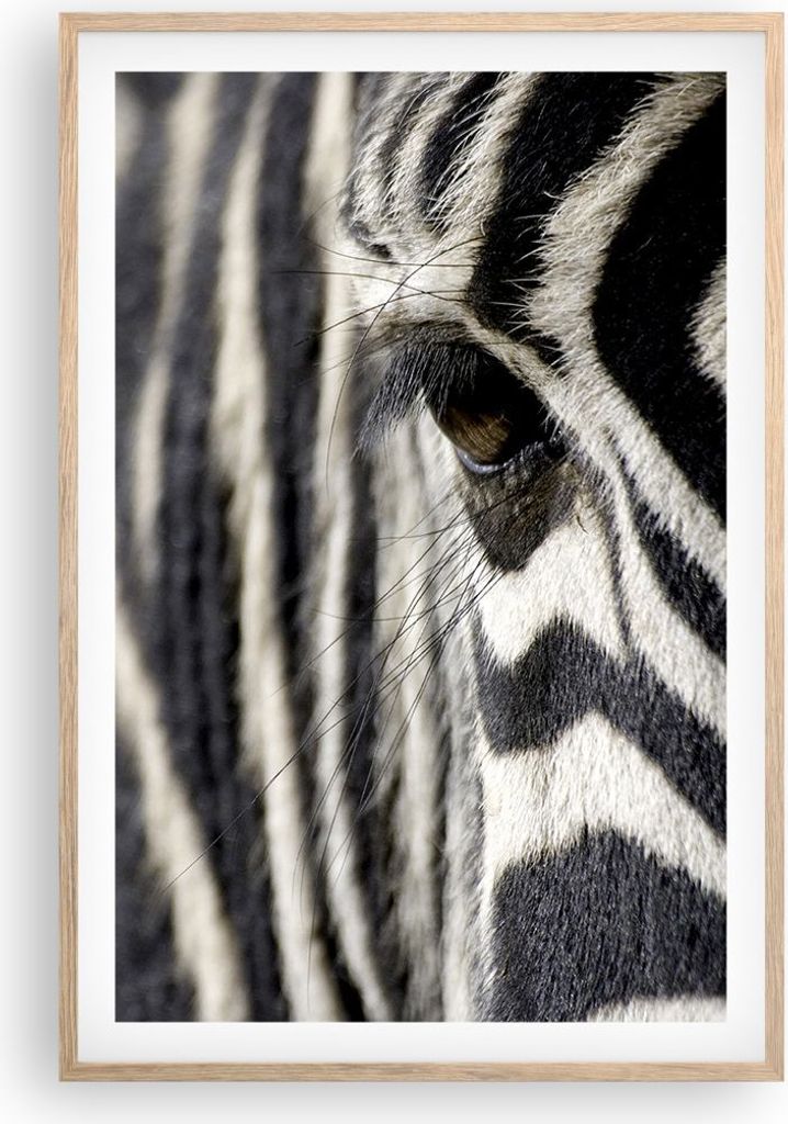 Gerahmtes Poster - Rahmen in heller Eiche - Zebra Streifen Tierwelt Safari - 61x91,5 cm - Wand Bild - Wanddeko - Wandbilder - Wandposter - Bilderra...