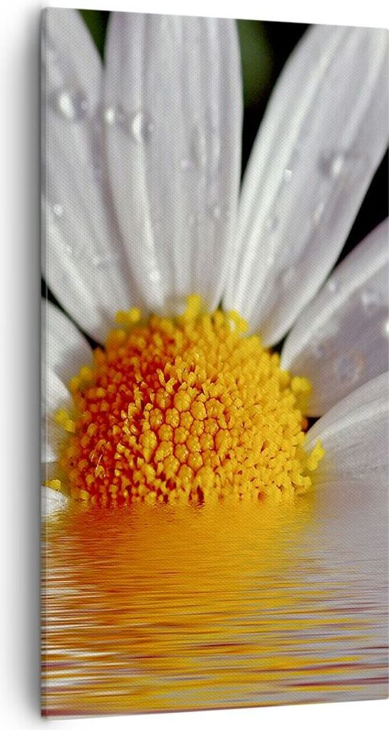 Bild auf Leinwand - Leinwandbild - Kraut Kamille Blume Produktbild 