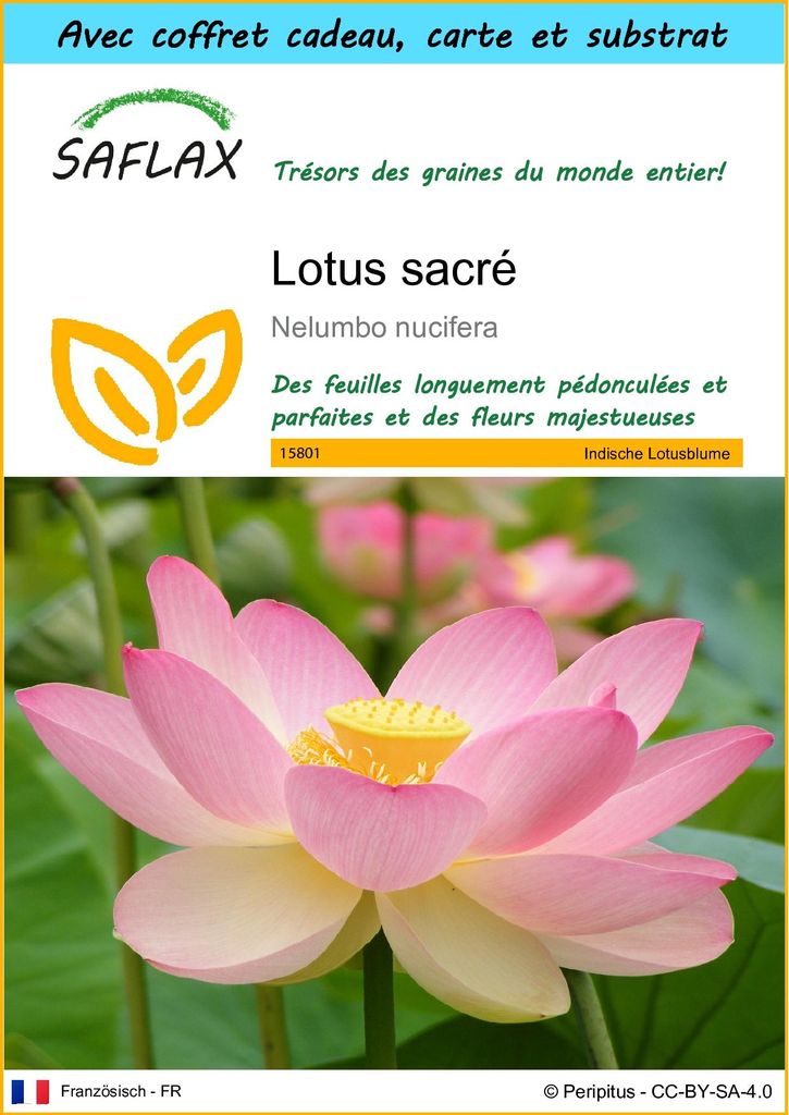 SAFLAX Ensemble-cadeau - Lotus sacré - 8 graines - Nelumbo Image du produit 