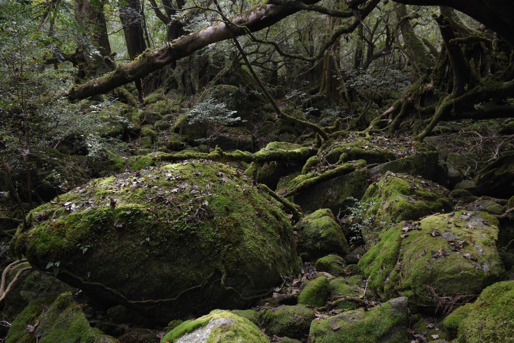 hansepuzzle 20498 - Moos im Wald Puzzle, 2000 Teile, Natur, 90,0 x 60,0cm mit hochwertiger Aufbewahrung, Kartonbox und wiederverschließbarem Beutel