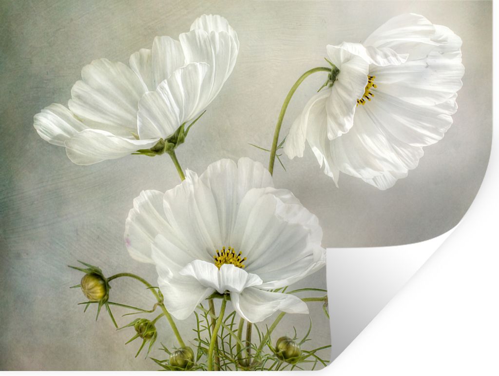 MuchoWow Wandtattoo Wandsticker Wandaufkleber Blumen - Stillleben - Mohn - Weiß - Botanisch 120x90 cm Selbstklebend und Repositionierbar - Aufkl...