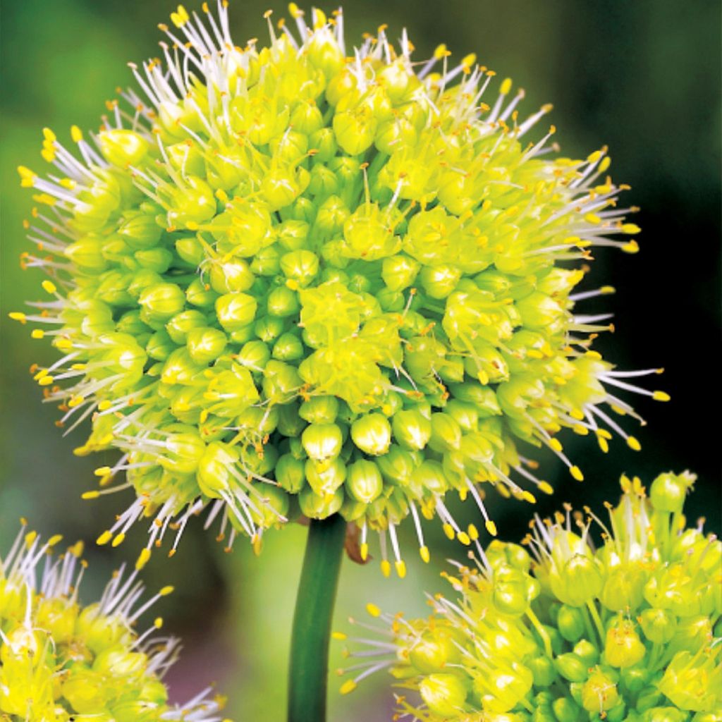 Blumenzwiebeln Zwiebeln Zierlauch Allium Obliquum Yellow 1 Produktbild 