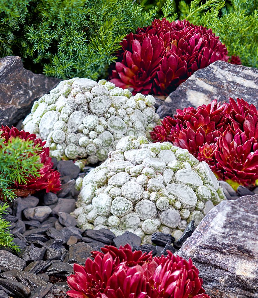 BALDUR Garten 2er Sempervivum Arctic White & Coral Red , Pflanzen im 9x9 cm-Topf, winterharte Staude, mehrjährig, pflegeleicht, Wasserbedarf ge...