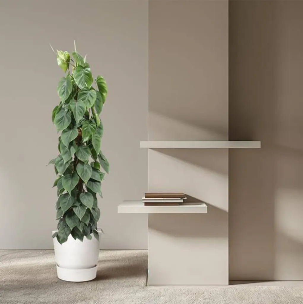 Philodendron scandens 150 cm : la solution plante verte dépolluante - 4