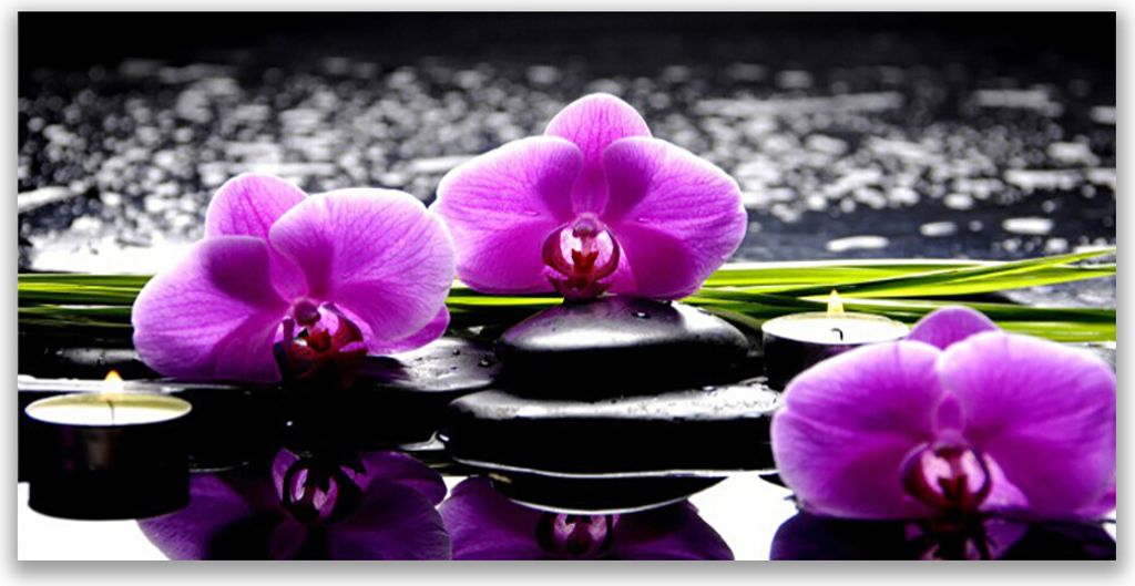 Glasbilder 120x60 Wandbild Druck auf Glas Blumen Steine Pflanzen