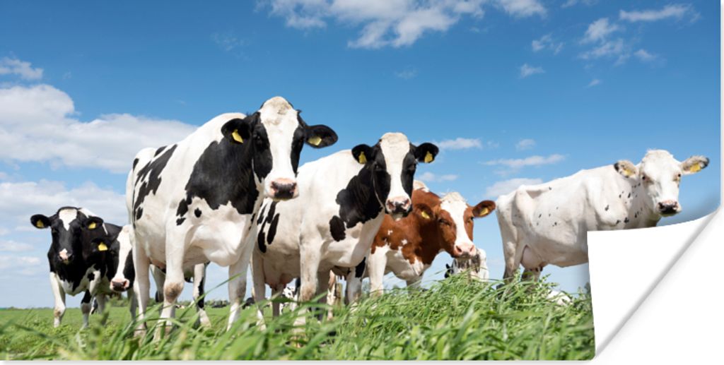 MuchoWow Poster Kühe - Landleben - Weide - Natur - Tiere 40x20 cm - Poster für die Wand - Poster Schlafzimmer