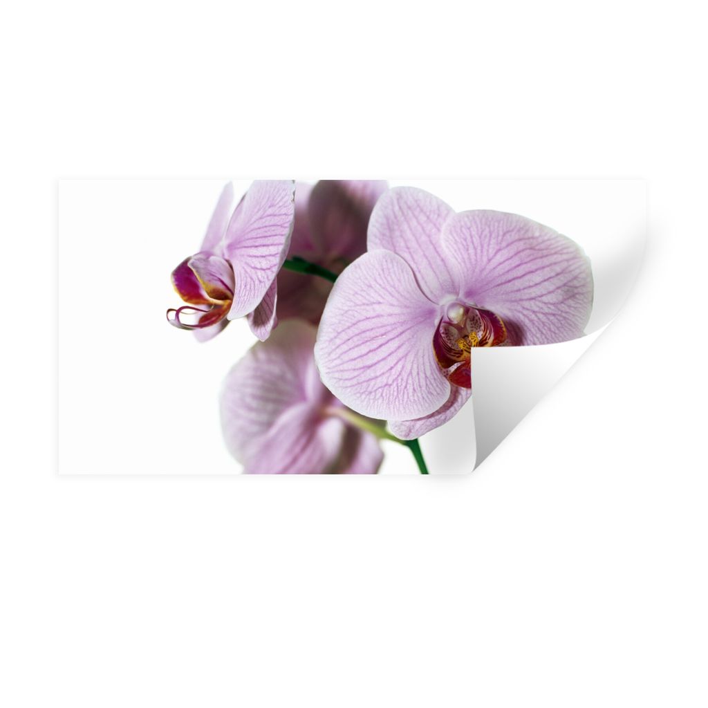 MuchoWow Wandtattoo Wandsticker Wandaufkleber Rosa Orchideenblüte 160x80 cm Selbstklebend und Repositionierbar - Sticker - Dekorfolie