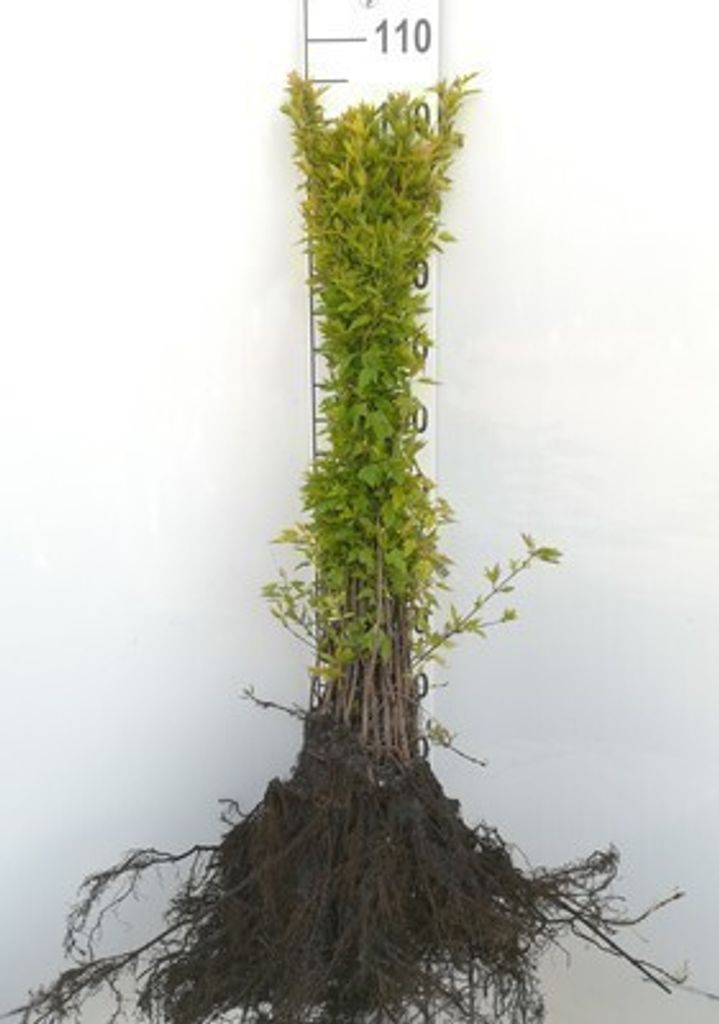 10 x Acer tataricum 'Ginnala' - Tatarischer Ahorn 'Ginnala 60- 90 cm - Wurzelnackt