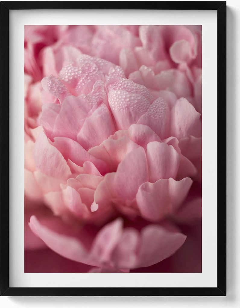 Zarte Blumenblütenblätter– Wandbild mit Rahmen – Gerahmtes Bild – Wanddekoration – 60x80 cm – Schwarz Rahmen
