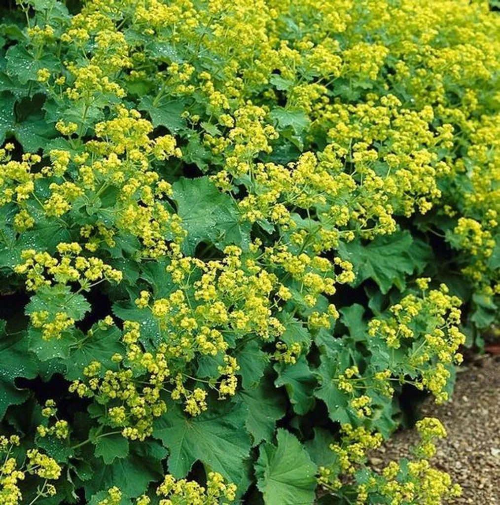 Alchémille molle vivace anti-mauvaises herbes - 60 plantes de bordure