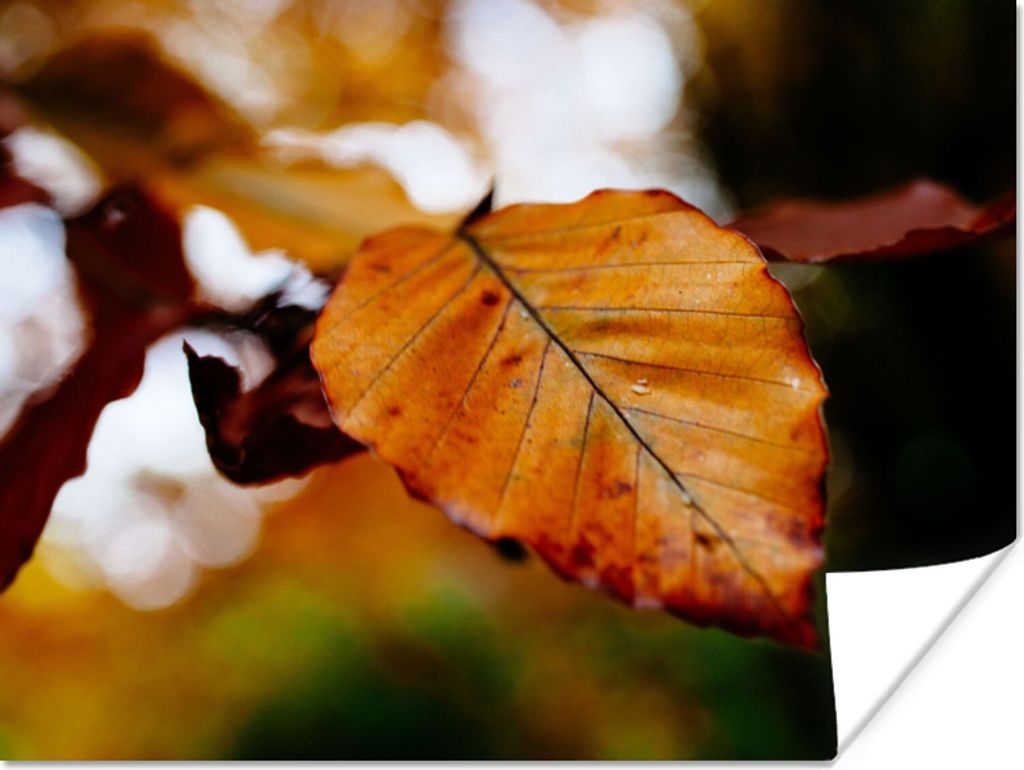 MuchoWow Poster Buche - Herbst - Laub 160x120 cm - Foto Plakat