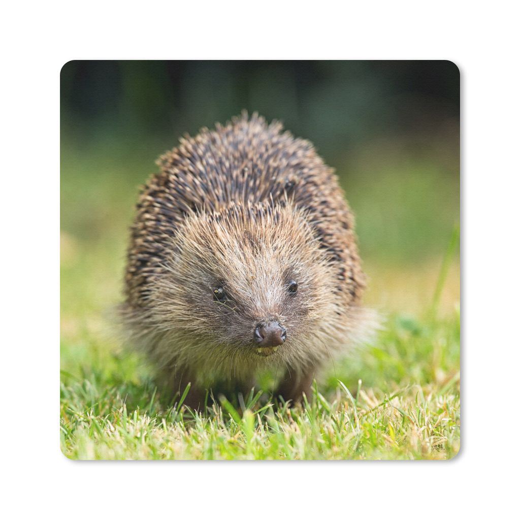 MuchoWow Mauspad Mousepad Igel - Gras - Braun 20x20 cm - Mousepads - Maus Mat - Pad - Mausunterlage - Desk Mat - Bureauartikeln