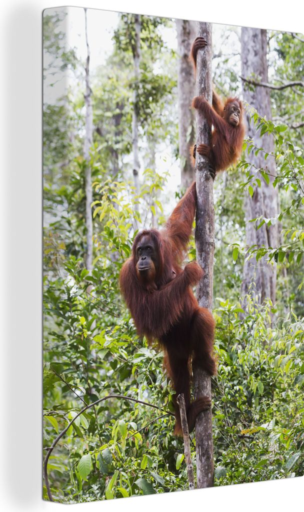 OneMillionCanvasses - Leinwandbilder - 90x140 cm, Orang-Utan und Kind im Tanjung-Puting-Nationalpark, Borneo, Wandbilder Kunstdruck Wanddekoratio...