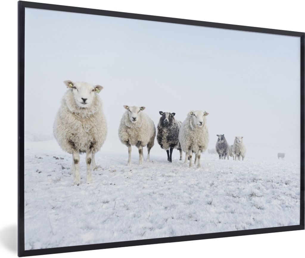 MuchoWow Gerahmtes Poster Schafe - Wolle - Schnee 30x20 cm - Poster mit Schwarzem Bilderrahmen Wandposter Rahmen Foto Bilder - Kunstdruck - Bild-...