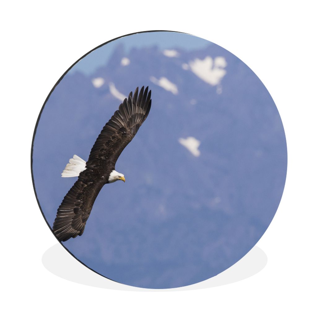 MuchoWow Aluminium Wandkreis Amerikanischer Seeadler - Adler - Fliegen - Flügel - Vögel Ø 30 cm Wanddeko Modern Wohnzimmer - Wand Bild - Wohnz...