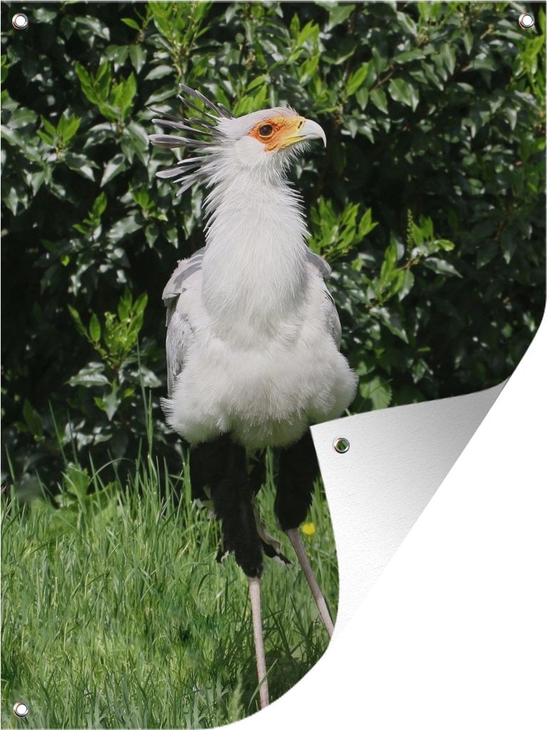 MuchoWow 30x40 cm Outdoor-Poster Gartendeko Sichtschutz Garten Poster für den Garten Nahaufnahme eines Sekretärvogels