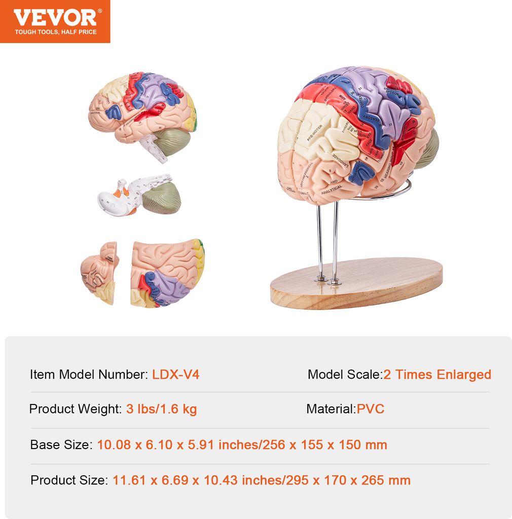 VEVOR Menschliches Gehirn Modell Anatomie, 2X Lebensgroßes Produktbild 7