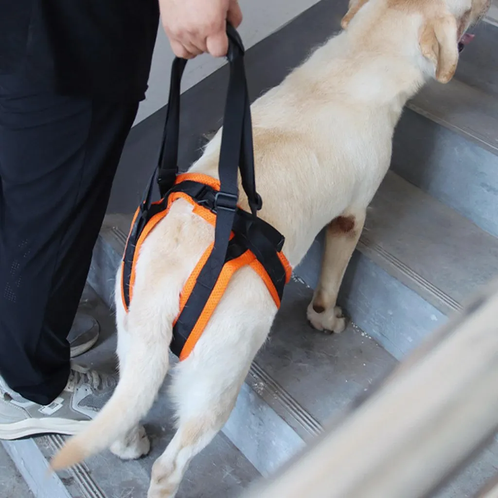 Pettorina INF Taglia L Sostegno Posteriore Cani - Ausilio Ortopedico - 5