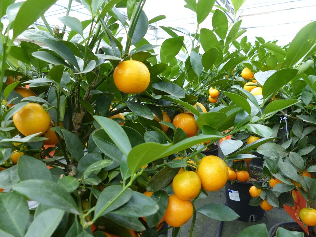 Calamondin Stamm Busch Orange Citrus Mitis 70 - 80 cm Produktbild 4