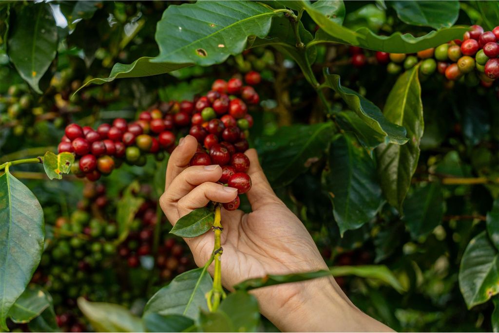 Dallmayr prodomo zrnková káva Arabica 500,0 g Obrázok produktu 6