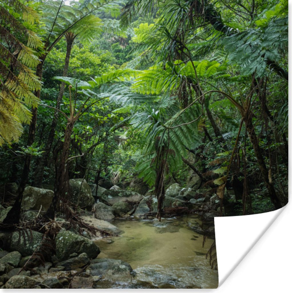 MuchoWow Poster Fluss im tropischen Dschungel 75x75 cm - Wand Dekoration