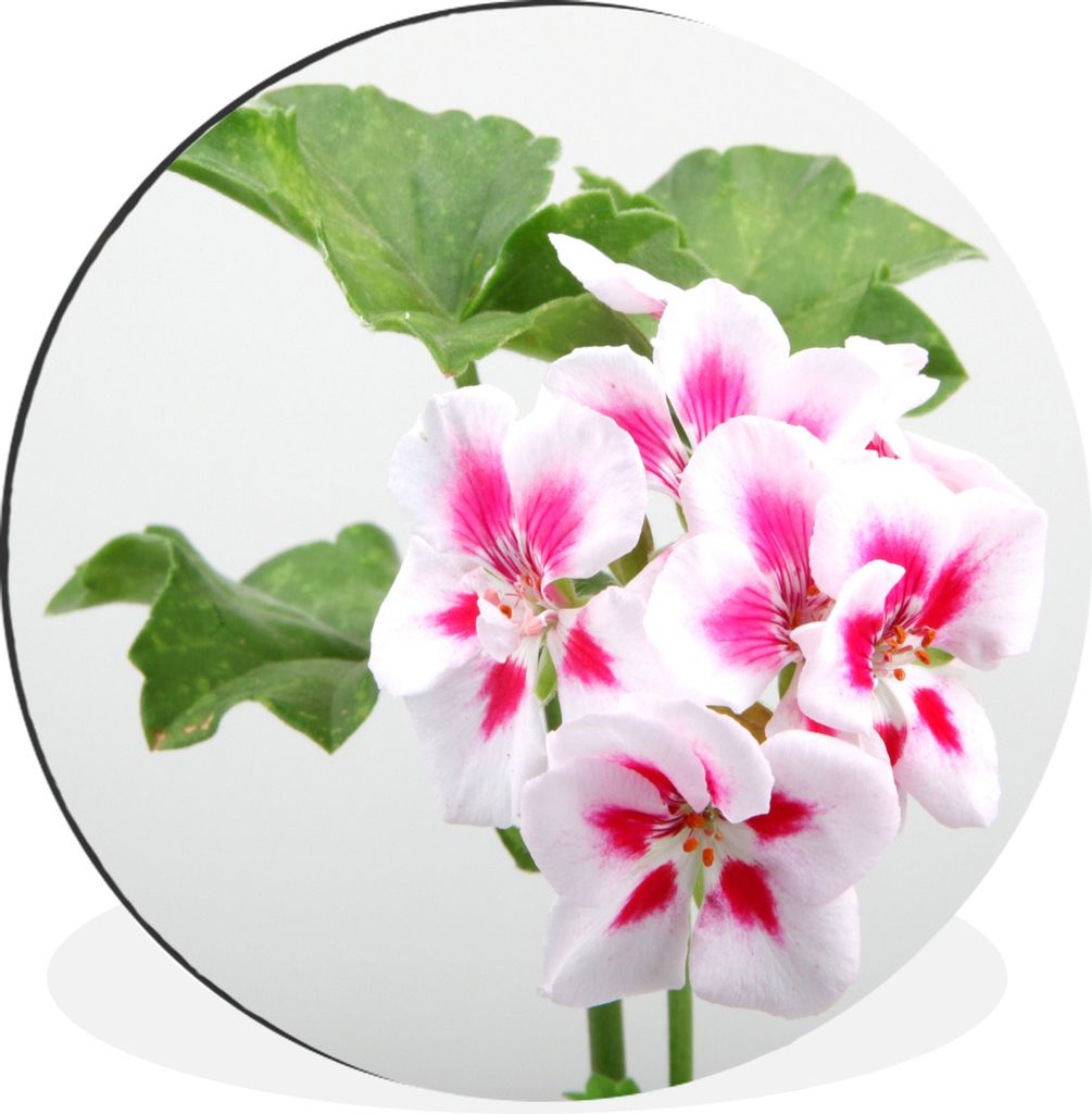 MuchoWow Aluminium Wandkreis Bunte Geranienblüten Ø 30 cm Wanddeko Modern Wohnzimmer - Wand Bild - Wohnzimmer - Runde Bilder - Alubilder - Kuns...