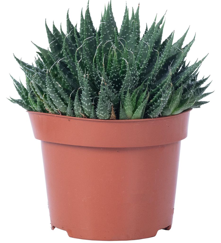 Aloe - pflegeleichte Zimmerpflanze, Aloe aristata 'magic Produktbild 