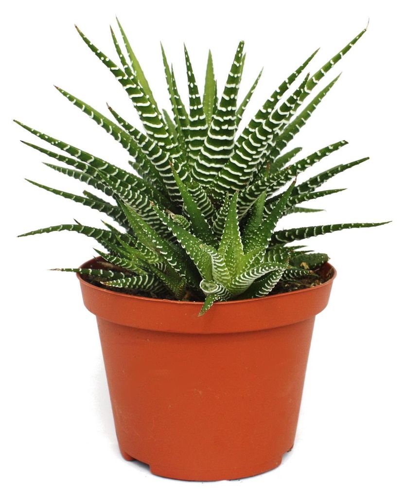 Haworthia fasciata "Big Band" - plante en pot de 10,5cm Image du produit 