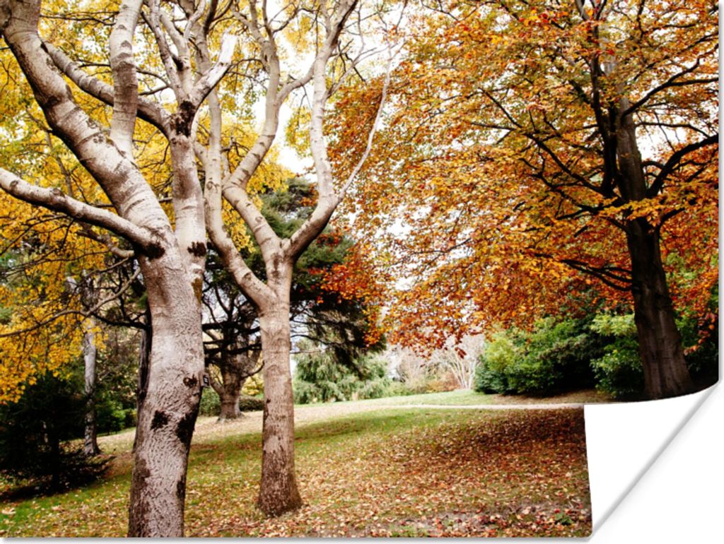 MuchoWow Poster Herbst - Bäume - Laub - Natur 120x90 cm - Wandbild